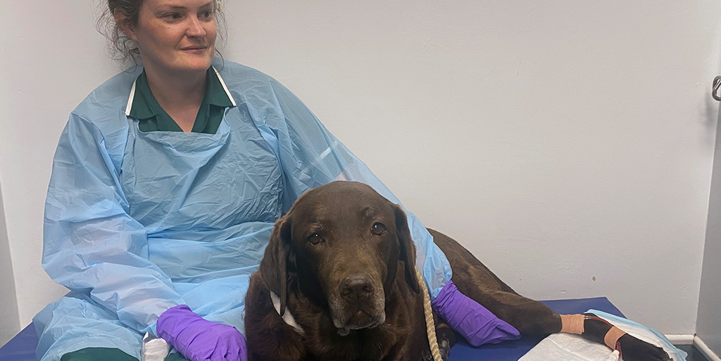 New insights could influence canine cancer outcomes